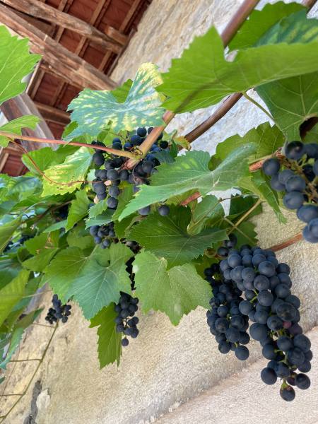vigne avec grappe de raisin