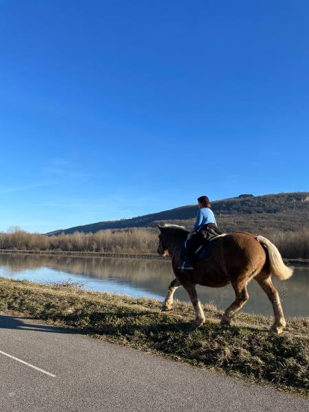 Promenade équestre le long de la Via Rhona (cheval le long du Rhône et de la piste cyclable Via Rhona)